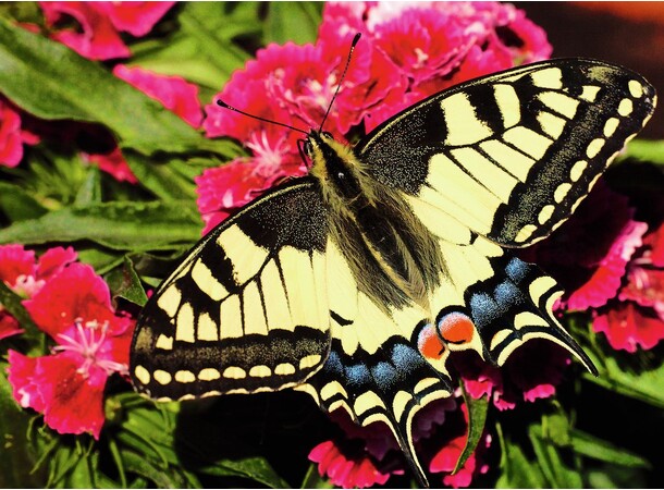 Butterfly 500 brikker Puslespil Ravensburger puslespil 